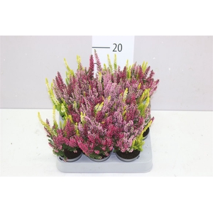 Calluna Mini Beauty Lady Trio Ametie