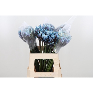 Agapanthus Kl Bh Blauw