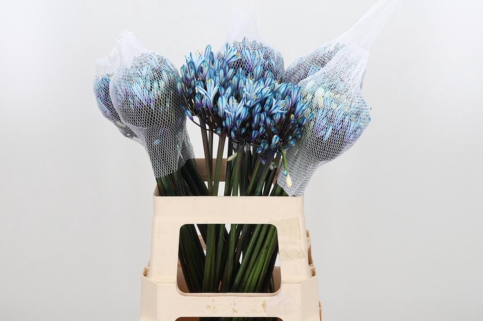 <h4>Agapanthus Kl Bh Blauw</h4>