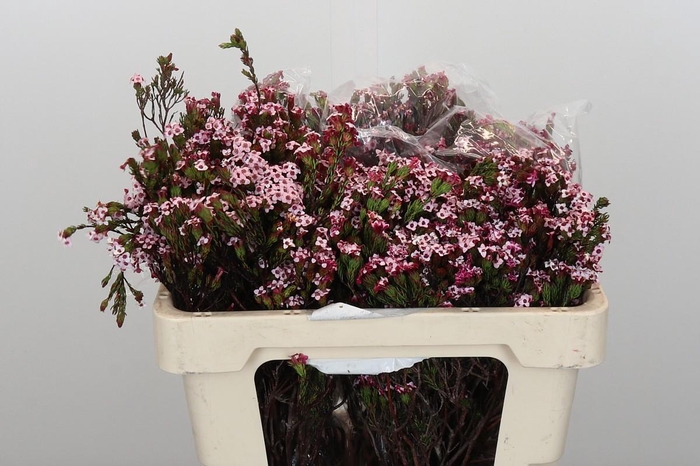 Kaaps Groen Erica Four Sisters