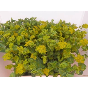BUPLEURUM GRIFFITHII