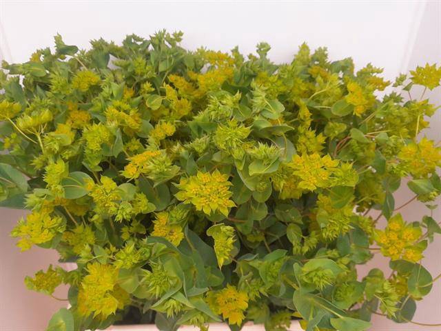 <h4>BUPLEURUM GRIFFITHII</h4>