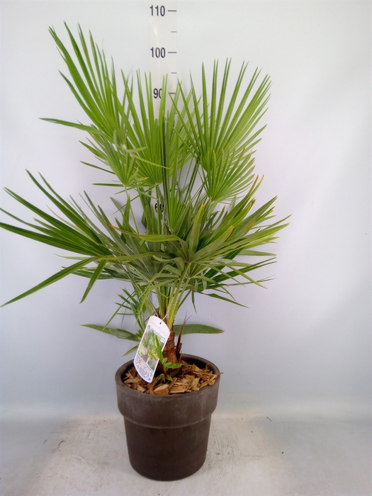 <h4>Arr.   Tuinplanten H%</h4>