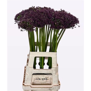 Allium Cherry