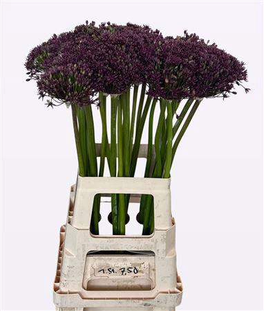 <h4>Allium Cherry</h4>