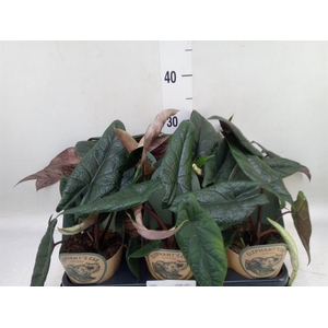Alocasia   ...