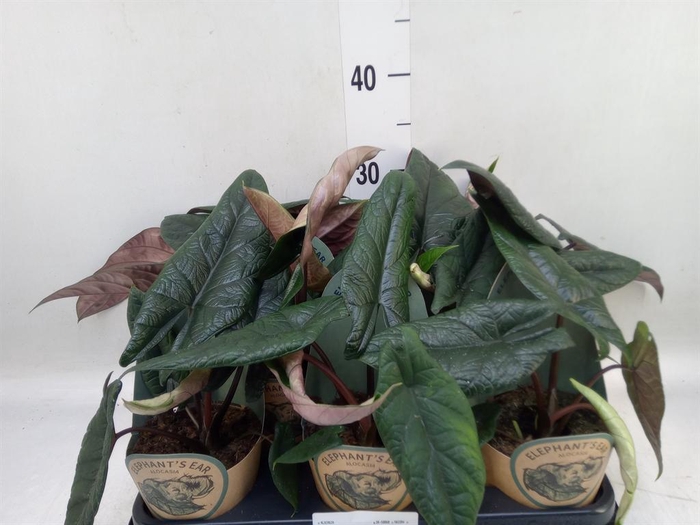 <h4>Alocasia   ...</h4>