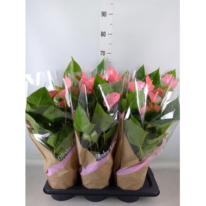 Anthurium andr. 'Pink Explosion'