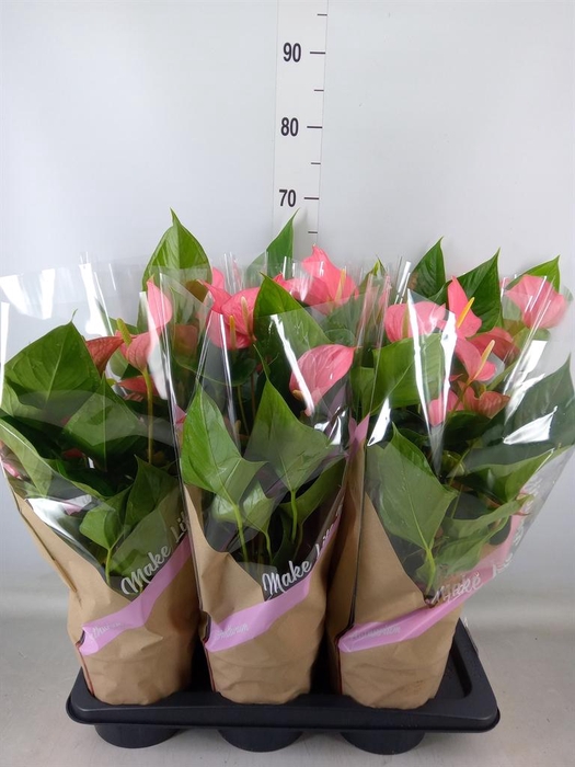 <h4>Anthurium andr. 'Pink Explosion'</h4>