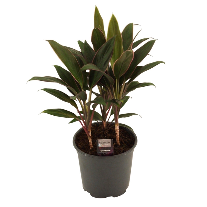 <h4>Cordyline Rumba Toef 19 cm</h4>