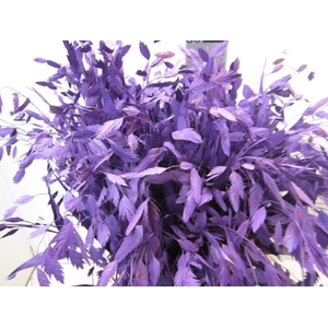 Chasmanthium Paars