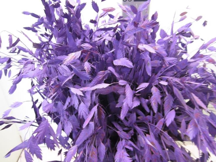 <h4>Chasmanthium Paars</h4>