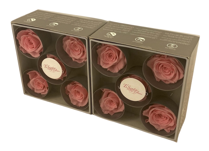 <h4>ARR ROSA POT H%</h4>