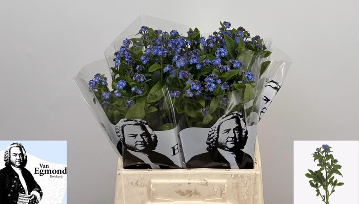 <h4>MYOS AL BLUE MEMORY</h4>