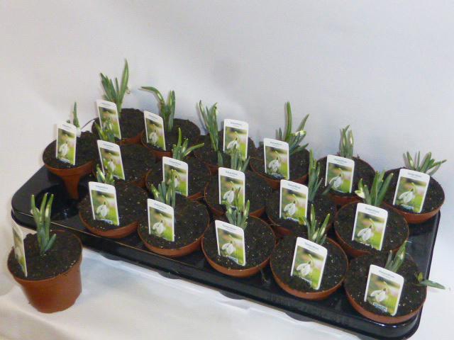 GALANTHUS NIV IN POT