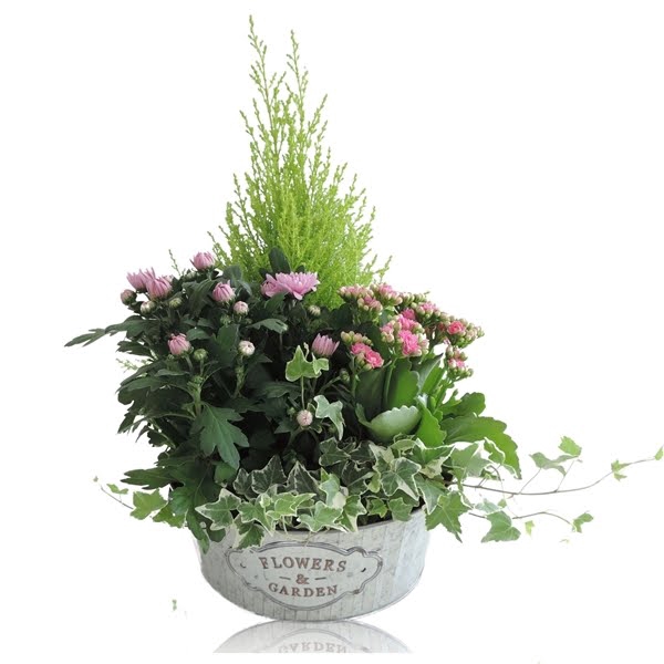 <h4>Collectie Dex Arrangement in Schaal 25 cm</h4>