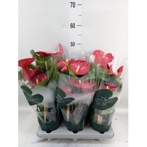 Anthurium andr. 'Nevada'