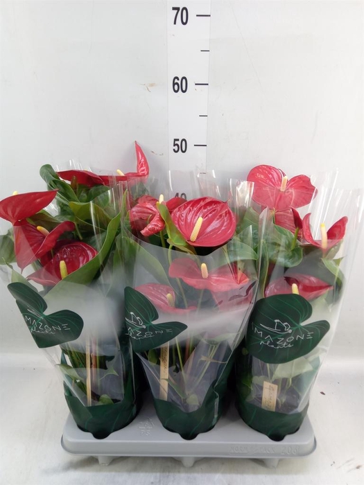 <h4>Anthurium andr. 'Nevada'</h4>