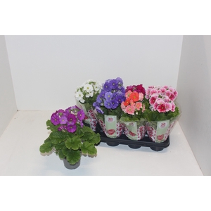 PRIM OB SWEETK A GEM