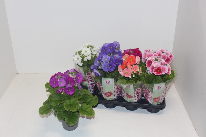 <h4>PRIM OB SWEETK A GEM</h4>