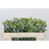 Oxypetalum Tweedia Blue