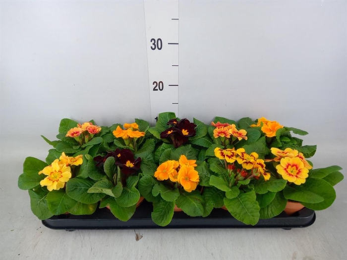 <h4>Primula ac.   ...</h4>