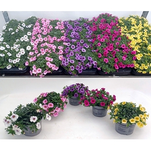 Calibachoa Carillon mix color etage