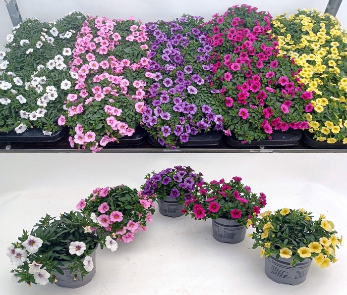 <h4>Calibachoa Carillon mix color etage</h4>