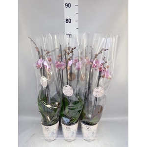 Phalaenopsis   ...