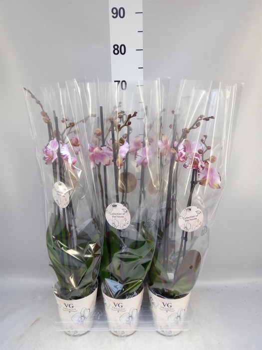 <h4>Phalaenopsis   ...</h4>