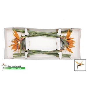 Strelitzia Reginae Bloem