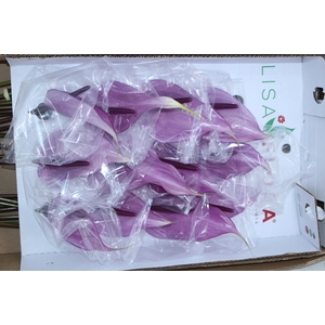 ANTHURIUM PREVIA(R) 11/13 040 CM DIAM MIN 11 CM ROXO