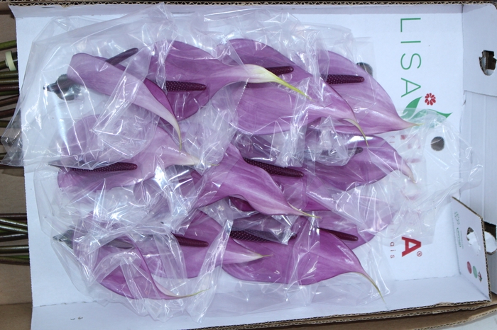 ANTHURIUM PREVIA(R) 11/13 040 CM DIAM MIN 11 CM ROXO
