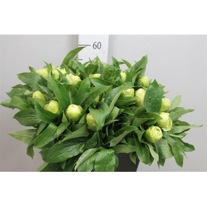 Paeonia Sunny Girl Geel