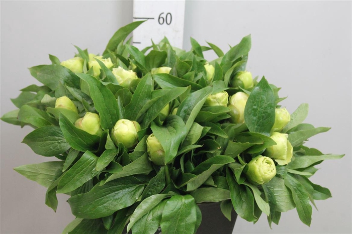 <h4>Paeonia Sunny Girl Geel</h4>