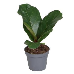 FICUS LYRATA