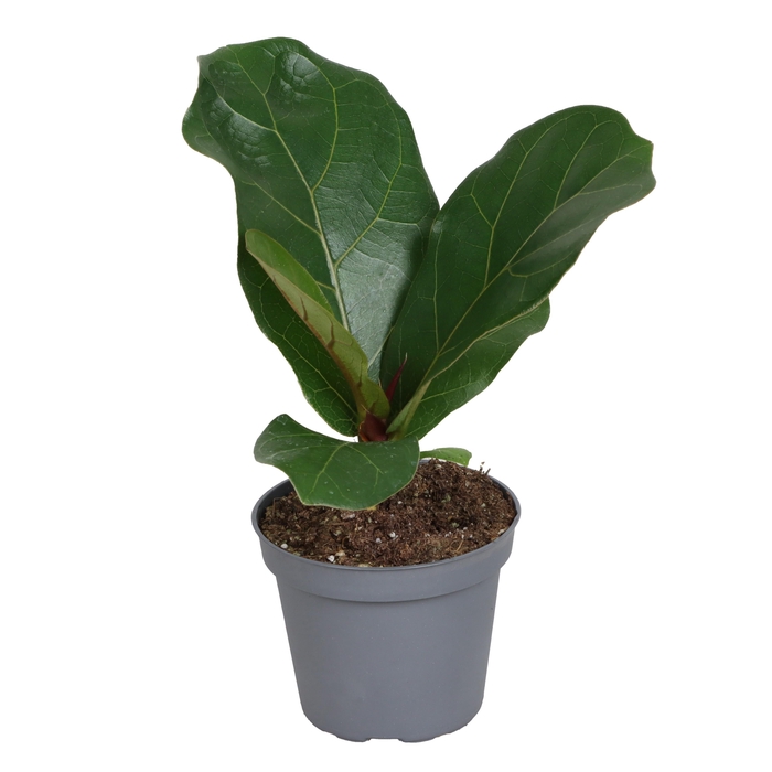 <h4>FICUS LYRATA</h4>