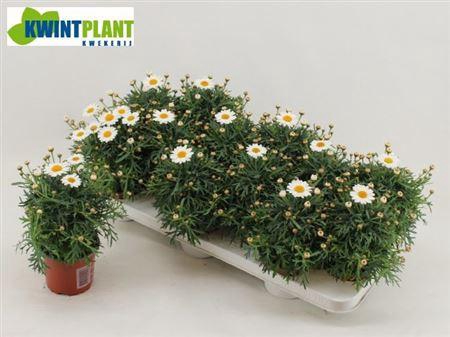 <h4>Arg La Rita C White</h4>