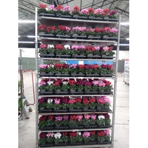 Cyclamen KL 'Carino'