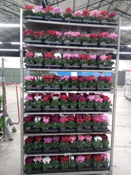 <h4>Cyclamen KL 'Carino'</h4>