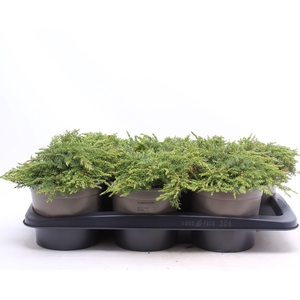 Juniperus communis 'Green Carpet'