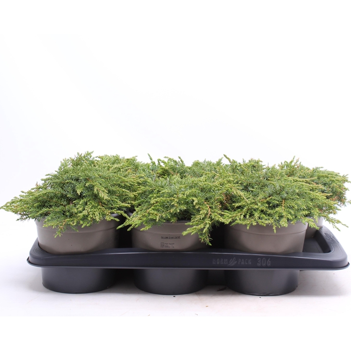 <h4>Juniperus communis 'Green Carpet'</h4>