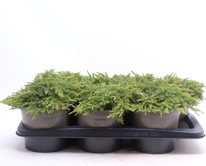 <h4>Juniperus communis 'Green Carpet'</h4>