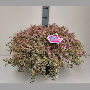 ABEL GRANDIFLORA