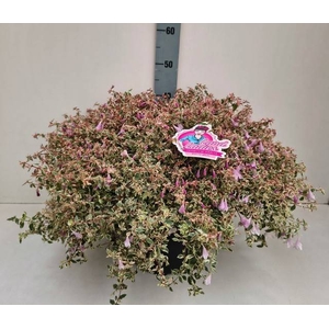 ABEL GRANDIFLORA