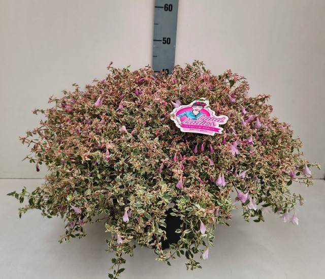 <h4>ABEL GRANDIFLORA</h4>