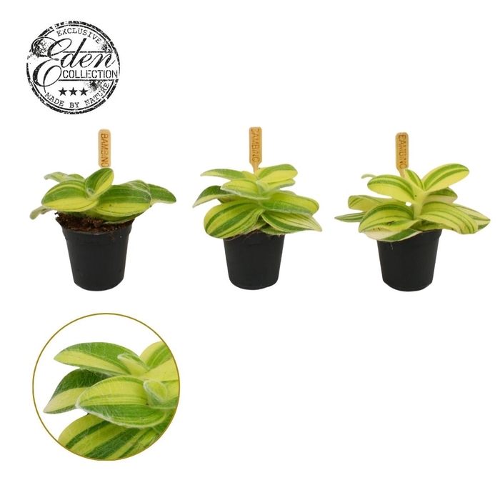 <h4>Tradescantia Sillamontana 5,5cm</h4>