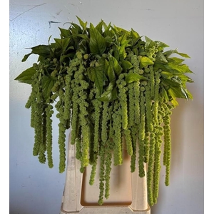Amaranthus Ca Cycloop