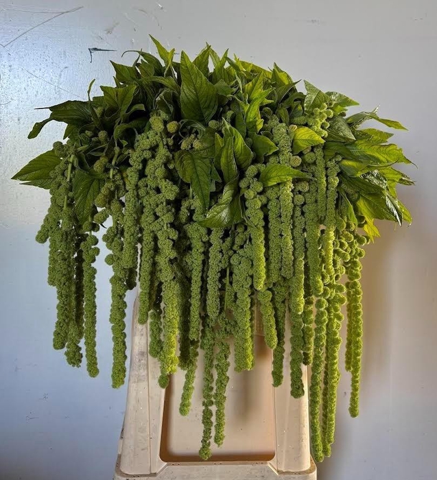 <h4>Amaranthus Ca Cycloop</h4>