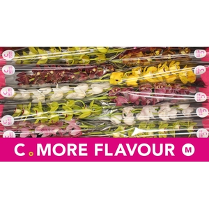 Mini cymbidium 'Mix 60 cm'